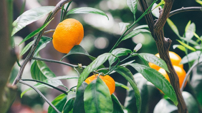 citrusiniu augalu prieziura citrusiniu augalu prieziura
